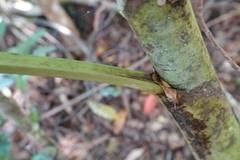 Cyphokentia macrostachya