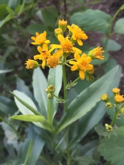 Packera streptanthifolia