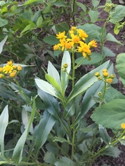 Packera streptanthifolia