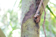 Cyphokentia macrostachya