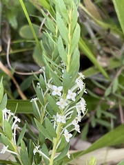 Struthiola pondoensis