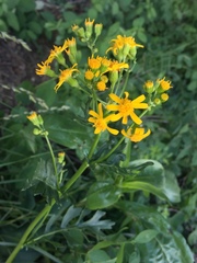 Packera streptanthifolia