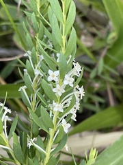 Struthiola pondoensis