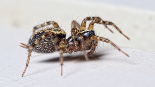 Toothed Weaver