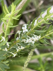 Struthiola pondoensis