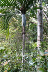 Cyphokentia macrostachya