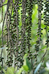 Cyphokentia macrostachya