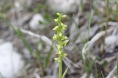 Platanthera huronensis