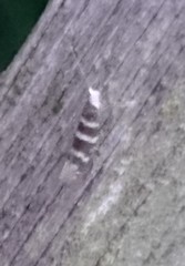 Argyresthia trifasciata