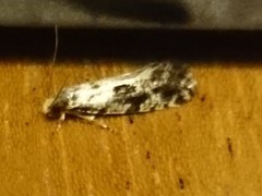 Nemapogon granella