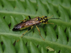 Tenthredo verticalis