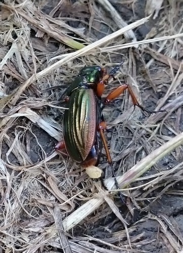 Golden Ground Beetle, Delfzijl, Groningen, Netherlands, photo 8 of 10