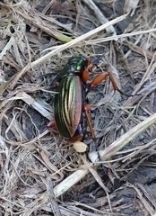 Carabus auratus