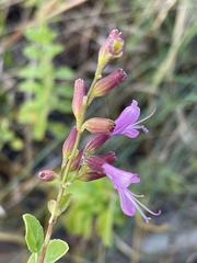 Syncolostemon rotundifolius