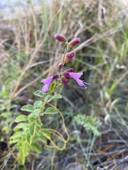 Syncolostemon rotundifolius