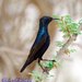 Purple Sunbird - Photo (c) Tahir Al Shabibi, some rights reserved (CC BY-NC-SA)