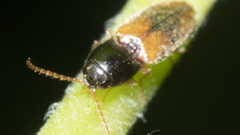 Horistonotus curiatus