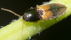 Horistonotus curiatus