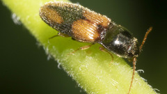 Horistonotus curiatus