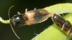 Horistonotus curiatus