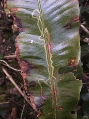 Phytomyza scolopendri