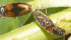 Horistonotus curiatus