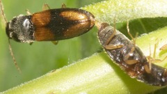 Horistonotus curiatus