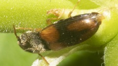 Horistonotus curiatus