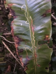 Phytomyza scolopendri