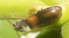 Horistonotus curiatus