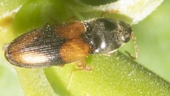 Horistonotus curiatus