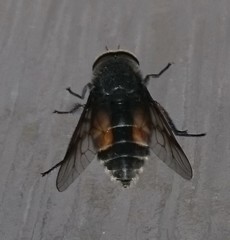 Hybomitra bimaculata