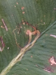 Phytomyza scolopendri