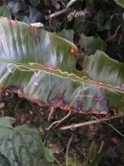 Phytomyza scolopendri