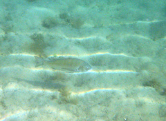 Acanthopagrus butcheri