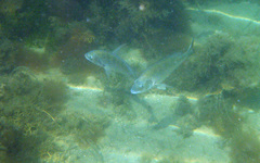 Acanthopagrus butcheri