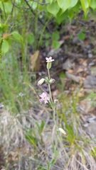 Silene aprica