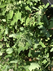 Chenopodium album