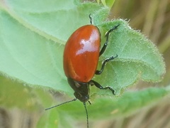 Melasomoptera
