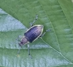 Chlorophanus viridis