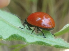 Melasomoptera