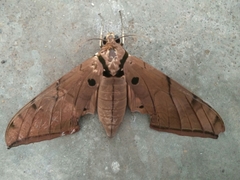Ambulycini
