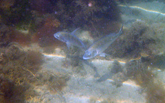 Acanthopagrus butcheri