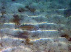 Acanthopagrus butcheri