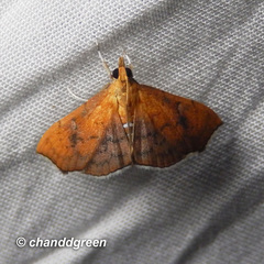 Hyalobathra micralis