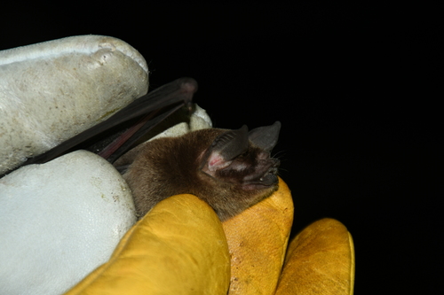 Mesoamerican Common Mustached Bat