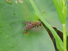 Parhelophilus divisus