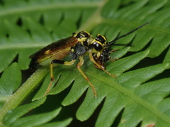 Tenthredo verticalis