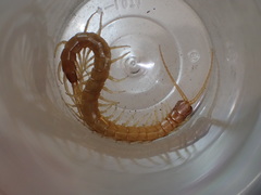 Scolopocryptops gracilis