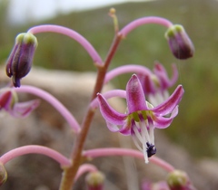 Ledebouria ovalifolia